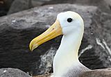 Waved Albatrossborder=